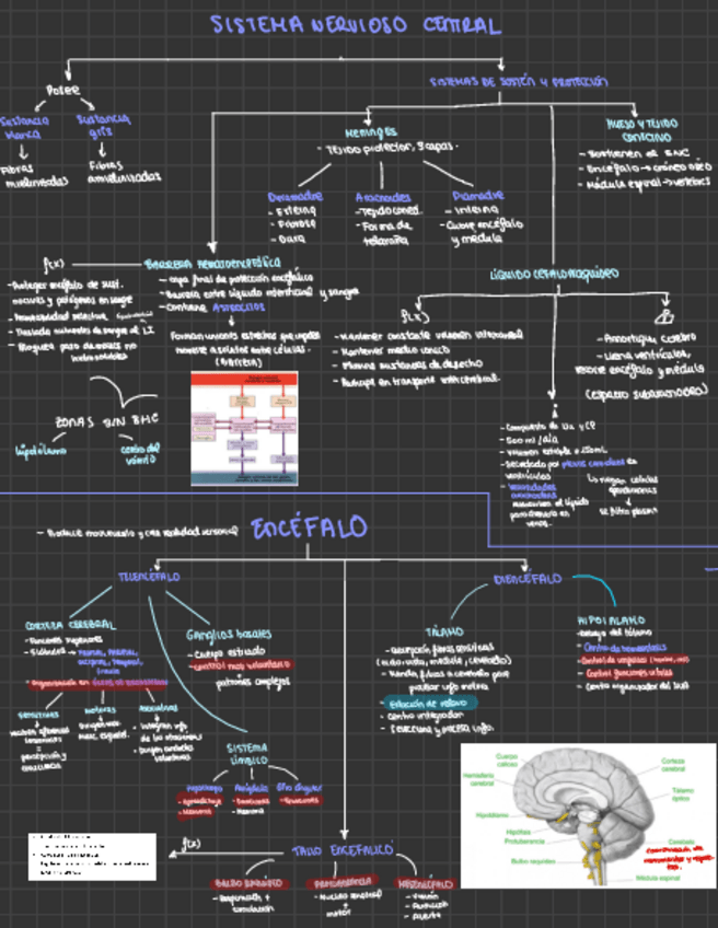 Miniatura del documento NERVIOSO-ENCEFALO-Y-MEDULA.pdf