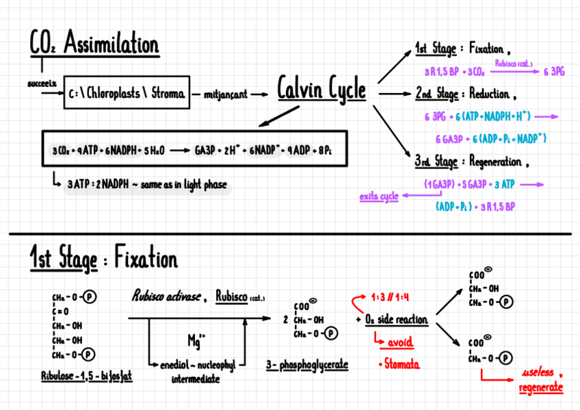 Miniatura del documento Bioquimica-Fotosintesi-Assimilacio-del-CO2.pdf