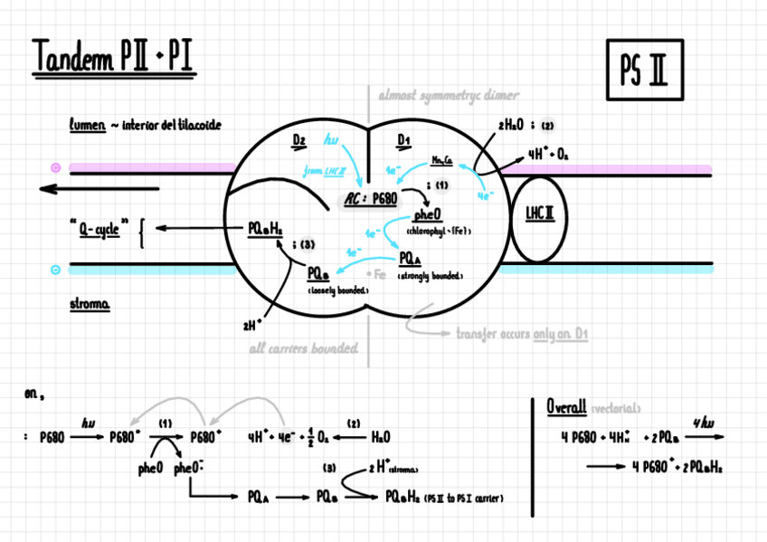 Miniatura del documento Bioquimica-Fotosintesi-Tandem-PSII-cb6f-PSI.pdf