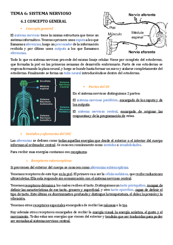 Miniatura del documento Nervioso-T12T13.pdf