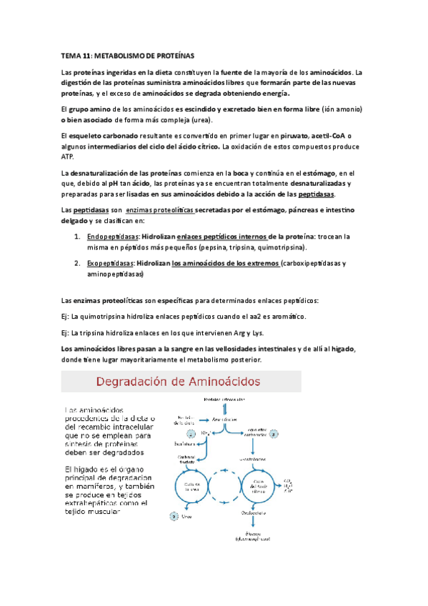 Miniatura del documento Tema-11-Metabolismo-de-proteinas.pdf