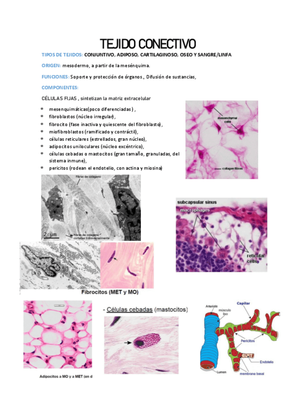 Miniatura del documento TEJIDO-CONECTIVO-1--conjuntivo-y-adiposo---Practica-6.pdf