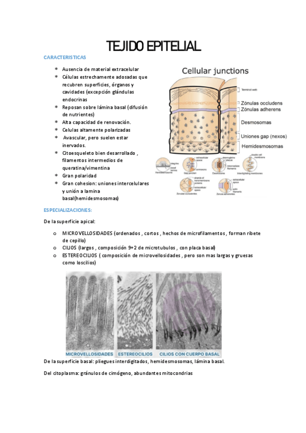 Miniatura del documento Tejido-epitelial-y-practica-5-resumen.pdf