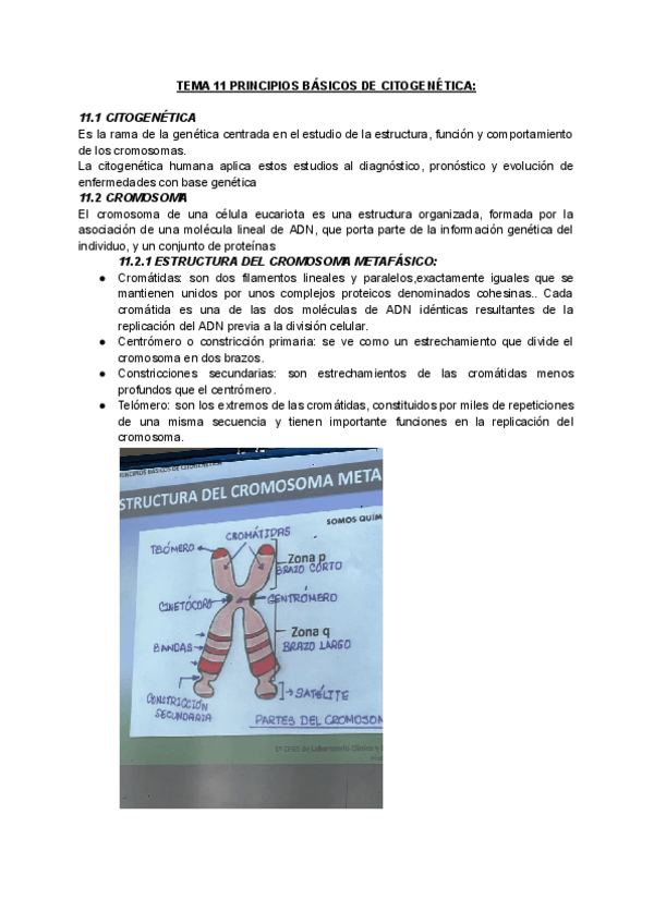 Miniatura del documento RESUMEN-T11-PRINCIPIOS-BASICOS-DE-CITOGENETICA.pdf