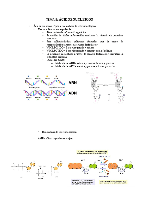 Miniatura del documento TEMA-5-ACIDOS-NUCLEICOS.pdf