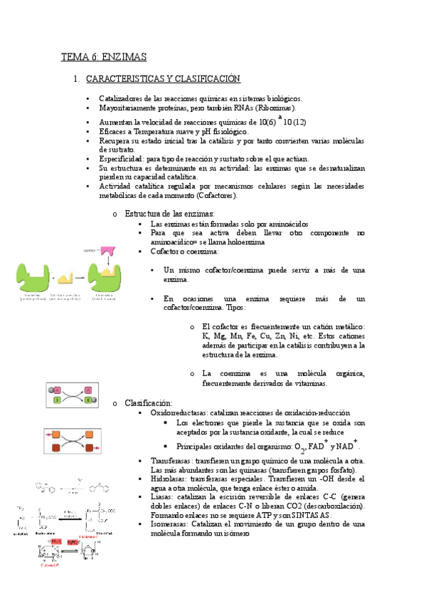 Miniatura del documento TEMA-6-ENZIMAS.pdf