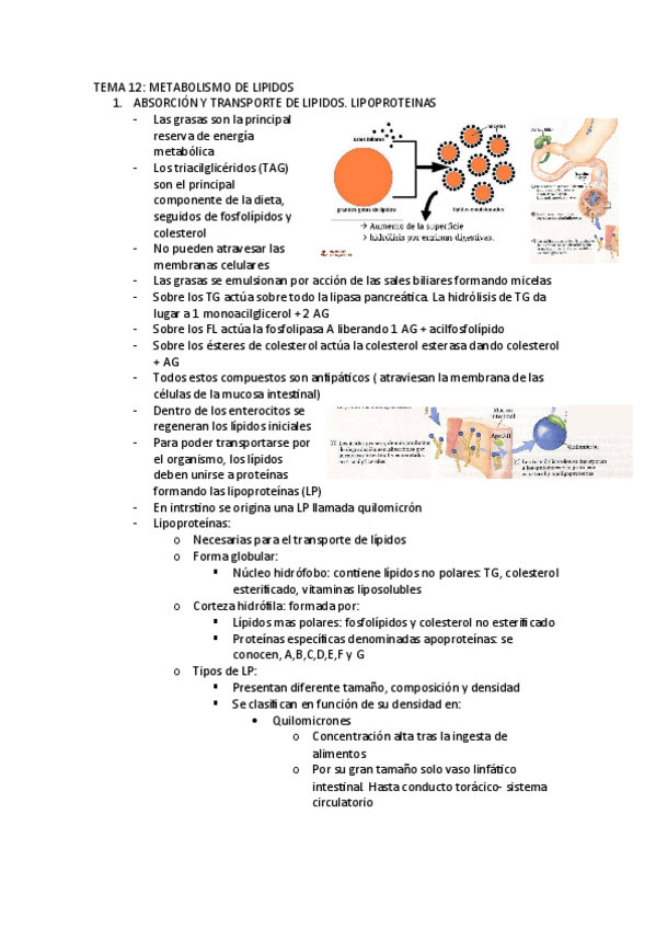 Miniatura del documento TEMA-12.pdf