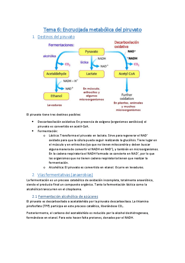 Miniatura del documento Tema 6.pdf