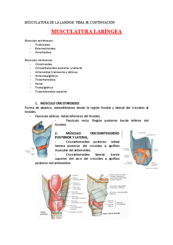 Miniatura del documento MUSCULATURA-DE-LA-LARINGE.pdf