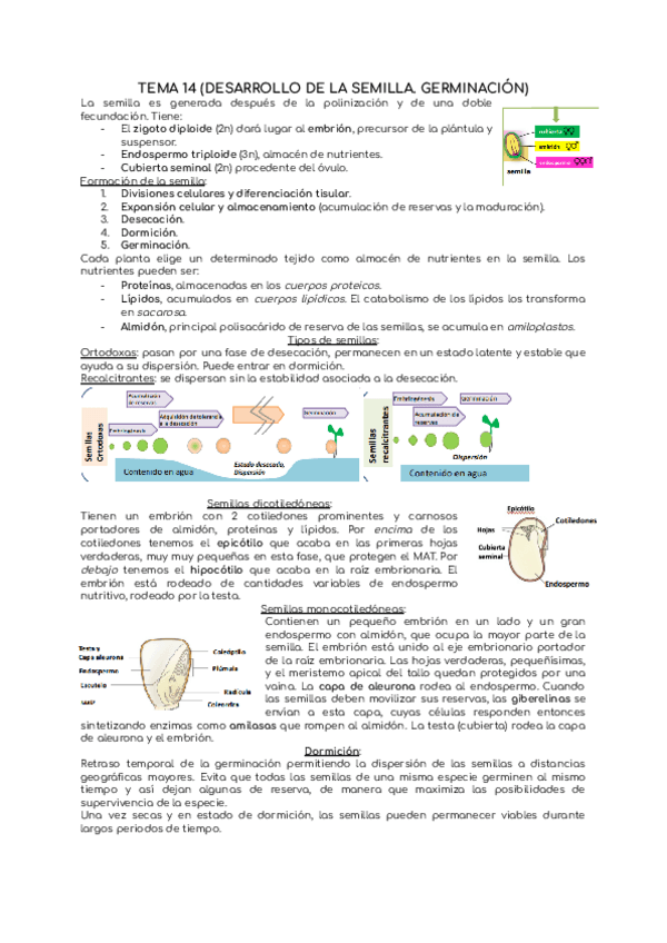 Miniatura del documento TEMA-14-DESARROLLO-DE-LA-SEMILLA-1.pdf