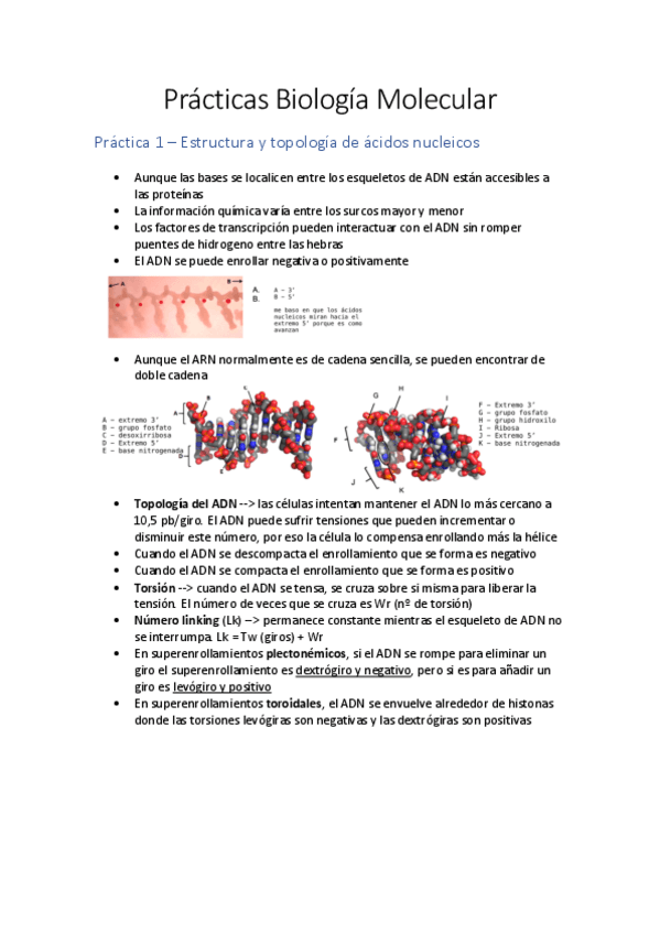 Miniatura del documento Practicas-Biologia-Molecular.pdf