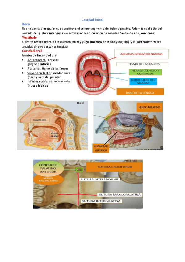 Miniatura del documento Tema-9-Anatomia-Visceral.pdf