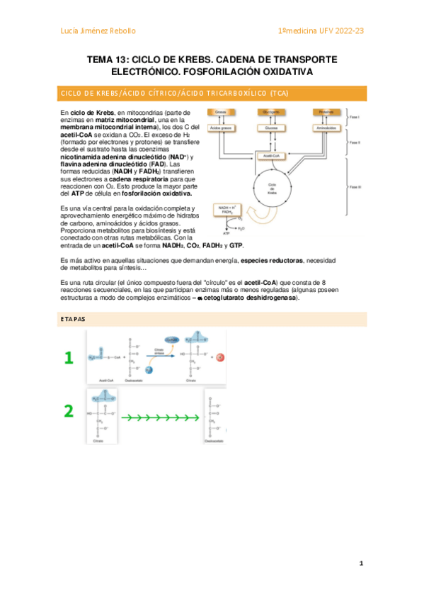 Miniatura del documento Tema 13 - Ciclo de Krebs. Cadena de transporte electrónico. Fosforilación oxidativa.pdf
