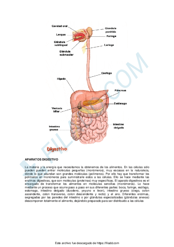 Miniatura del documento APARELLODIXESTIVO.pdf