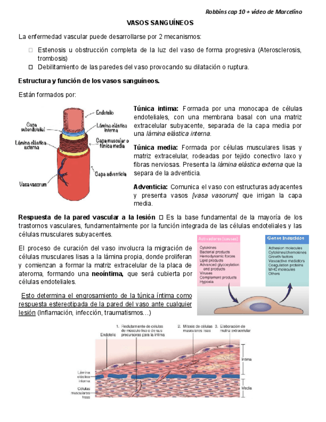 Miniatura del documento ATEROSCLEROSIS-2.0.docx.pdf