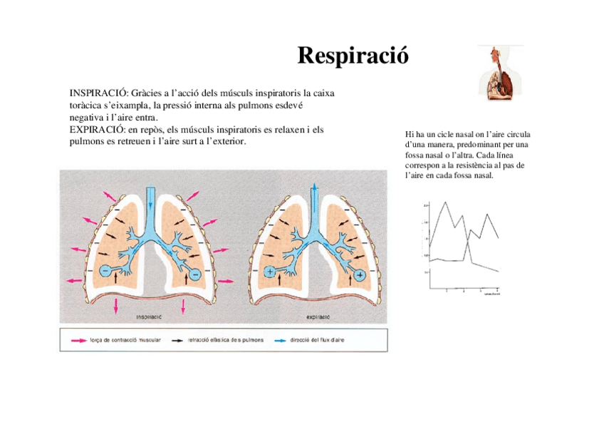 Miniatura del documento Laminesderespiracio.pdf