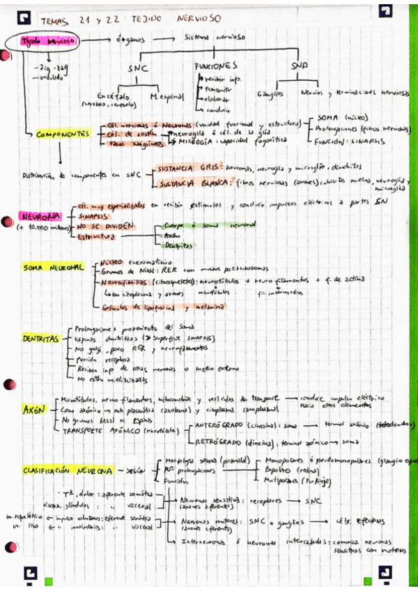 Miniatura del documento BH-Temas-21-22-23-y-24-Tejido-nervioso.pdf