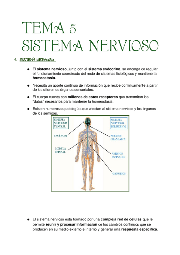 Miniatura del documento TEMA-5-SISTEMA-NERVIOSO.docx