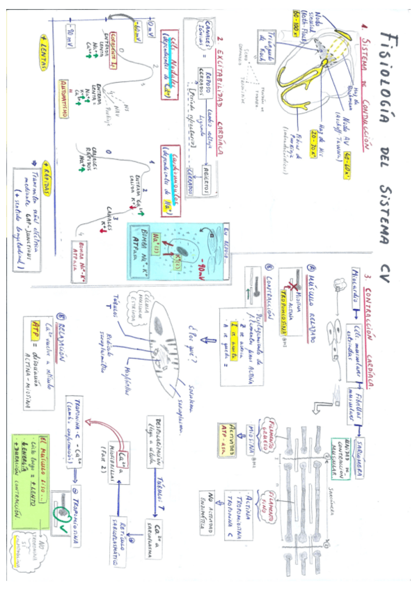 Miniatura del documento Cardiología.pdf