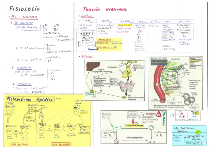 Miniatura del documento Endocrinología.pdf