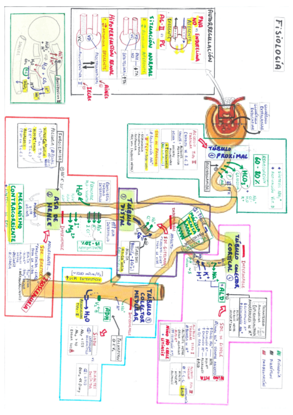 Miniatura del documento Nefrología.pdf