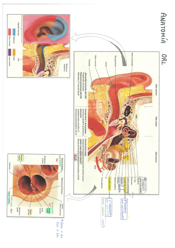 Miniatura del documento Otorrinolaringología.pdf