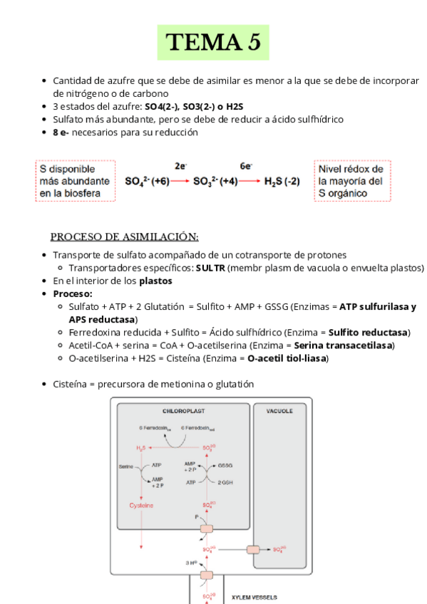 Miniatura del documento TEMA-5-Esquema-Vegetal.pdf