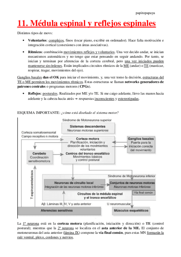 Miniatura del documento 11.-Reflejos-espinales.pdf