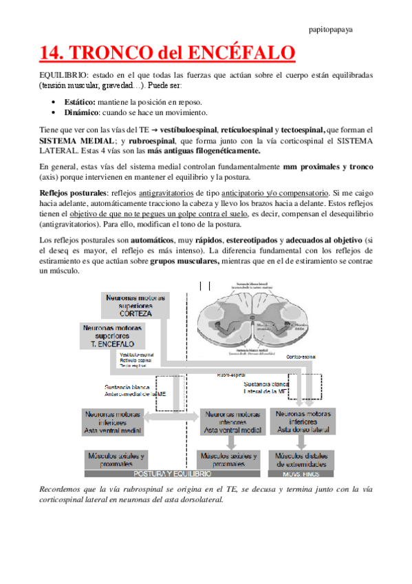 Miniatura del documento 14.-Tronco-del-encefalo.pdf