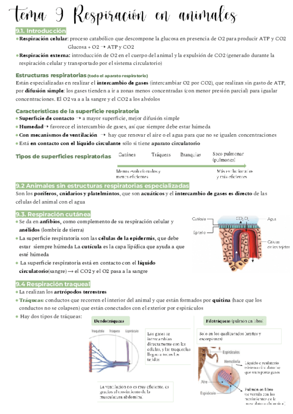 Miniatura del documento tema-9-respiracion-en-animales.pdf