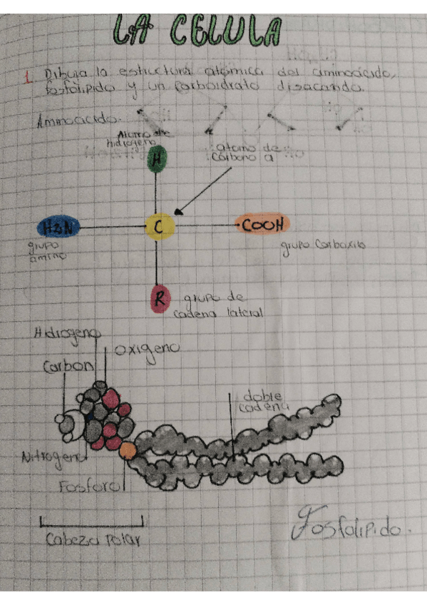 Miniatura del documento Celula-aminoacido-fosfolipido....pdf