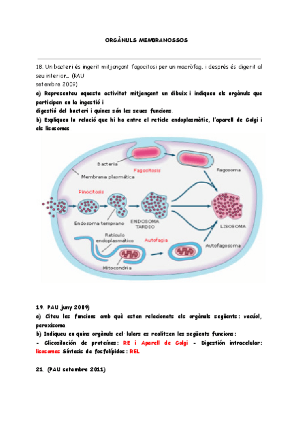Miniatura del documento Preguntes-selectivitat-ORGANULS-MEMBRANOSSOS.pdf