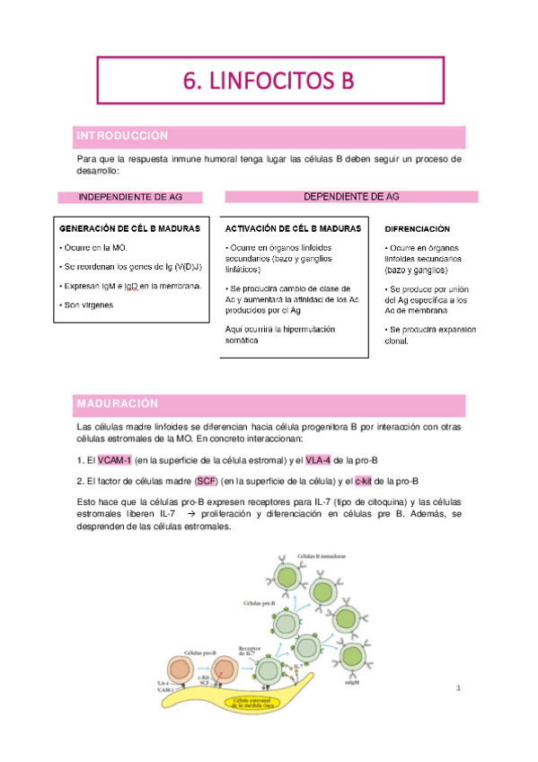 Miniatura del documento 6.-Linfocitos-B.pdf