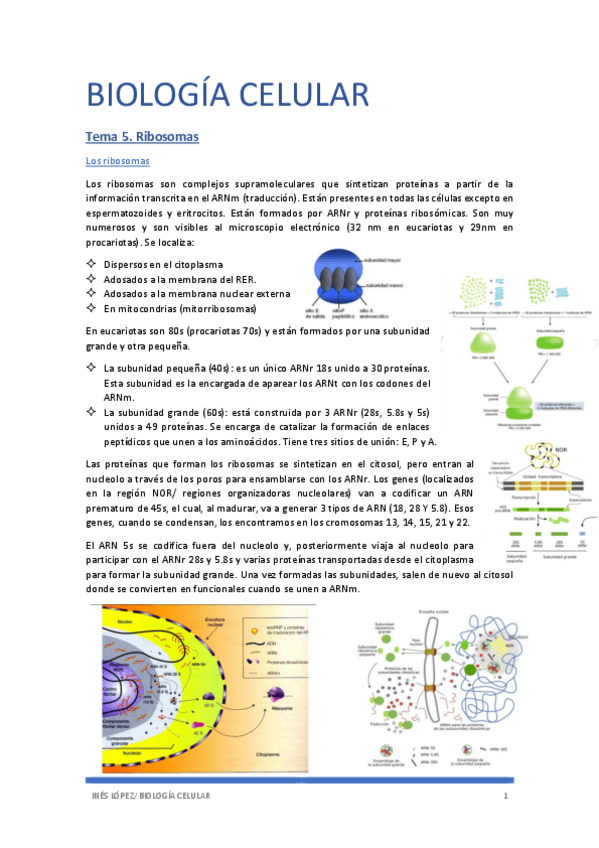Miniatura del documento biologia-tema-5.pdf