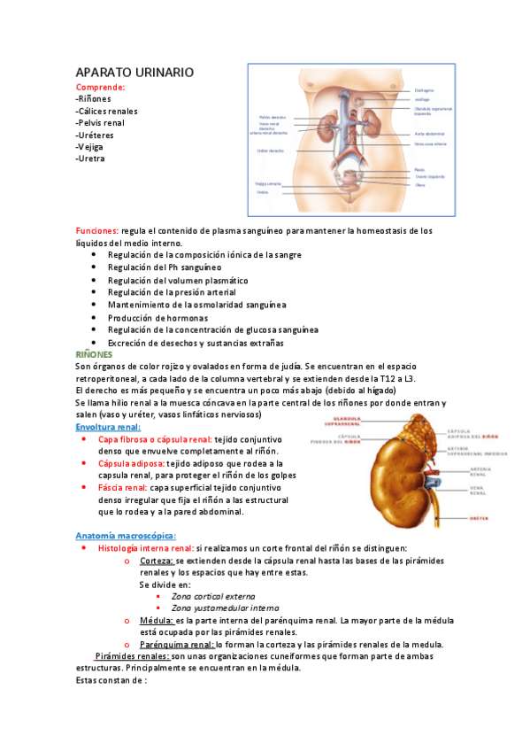 Miniatura del documento APARATO-URINARIO.pdf