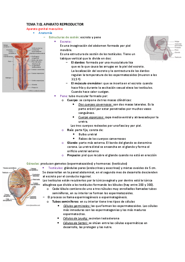 Miniatura del documento TEMA-7-aparto-reproductor.pdf