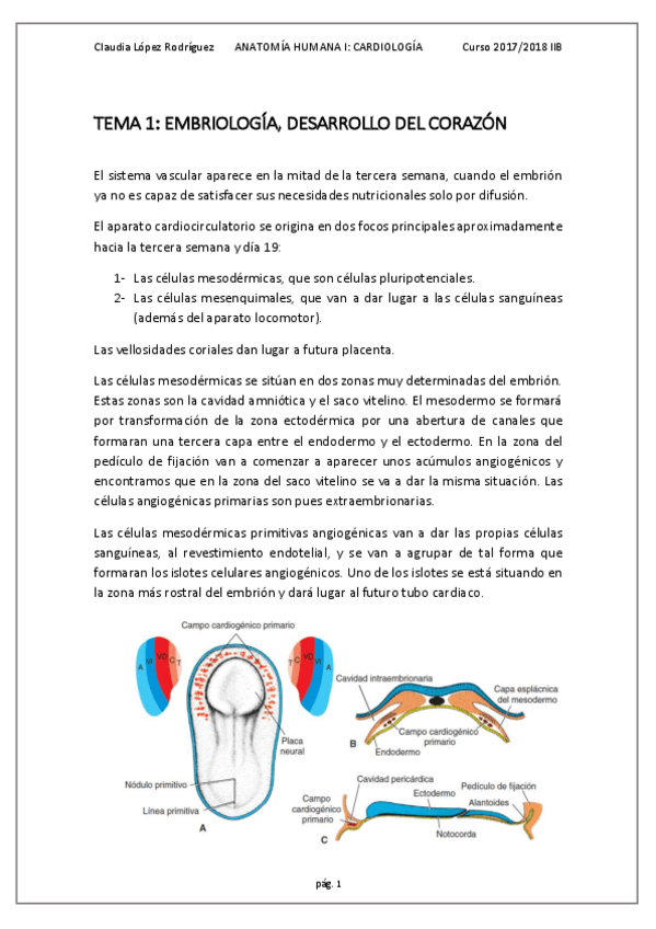 Miniatura del documento TEMA 1- EMBRIOLOGÍA DEL CORAZÓN.pdf