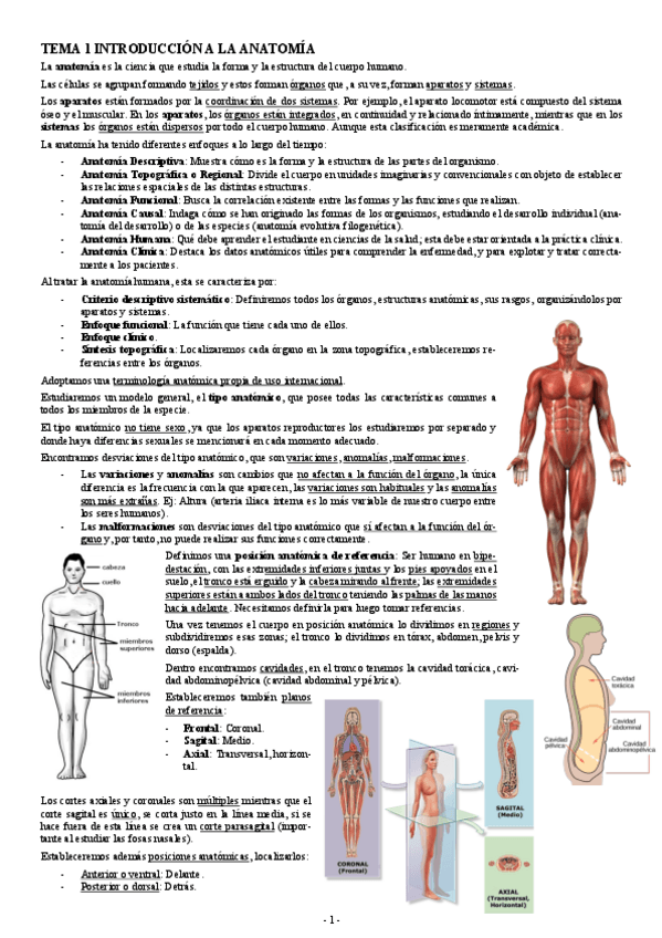 Miniatura del documento ANATOMIA-TEMA-1-INTRODUCCION-A-LA-ANATOMIA.pdf