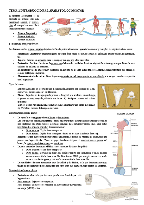 Miniatura del documento ANATOMIA-TEMA-2-INTRODUCCION-AL-APARATO-LOCOMOTOR.pdf