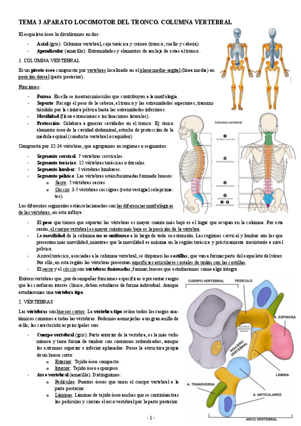 Miniatura del documento ANATOMIA-TEMA-3-APARATO-LOCOMOTOR-DEL-TRONCO.-COLUMNA-VERTEBRAL.pdf