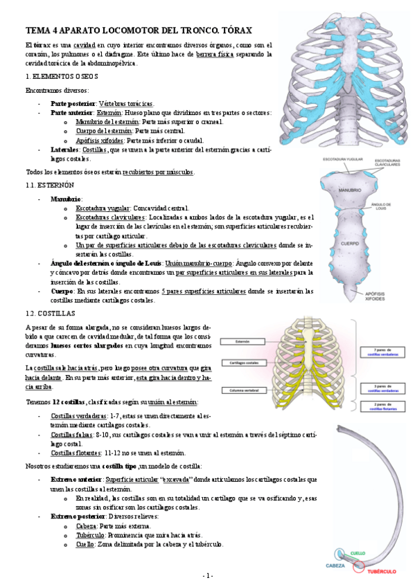 Miniatura del documento ANATOMIA-TEMA-4-APARATO-LOCOMOTOR-DEL-TRONCO.-TORAX.pdf