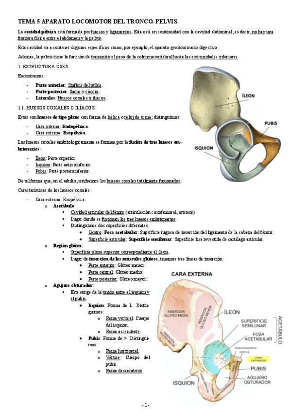 Miniatura del documento ANATOMIA-TEMA-5-APARATO-LOCOMOTOR-DEL-TRONCO.-PELVIS.pdf