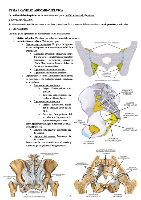 Miniatura del documento ANATOMIA-TEMA-6-CAVIDAD-ABDOMINOPELVICA.pdf