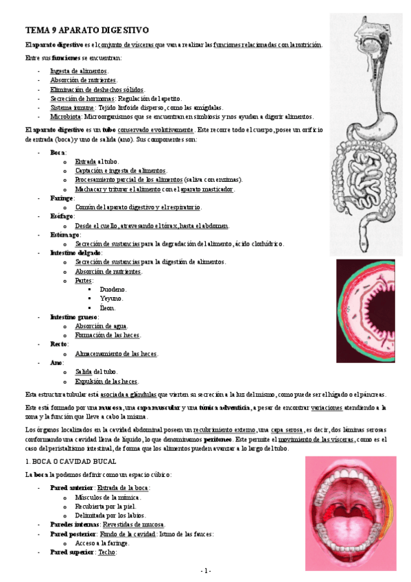 Miniatura del documento ANATOMIA-TEMA-9-APARATO-DIGESTIVO.pdf