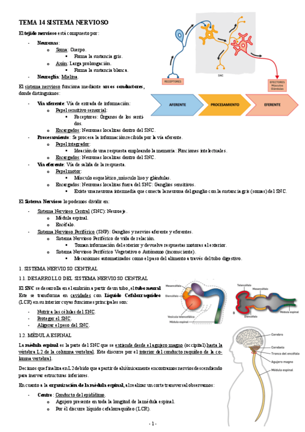 Miniatura del documento ANATOMIA-TEMA-14-SISTEMA-NERVIOSO.pdf