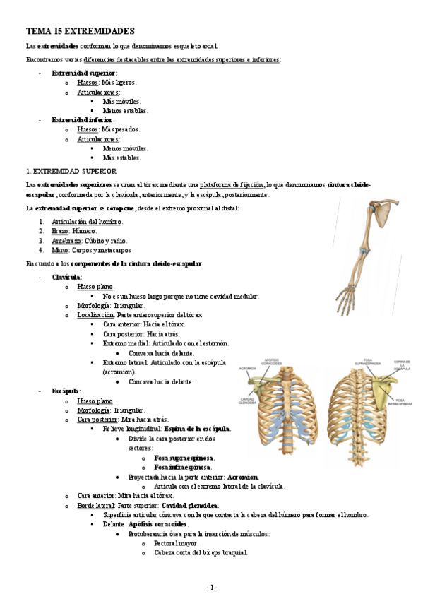 Miniatura del documento ANATOMIA-TEMA-15-EXTREMIDADES.pdf