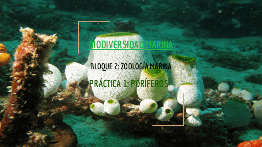 Miniatura del documento PRACTICAS.pdf