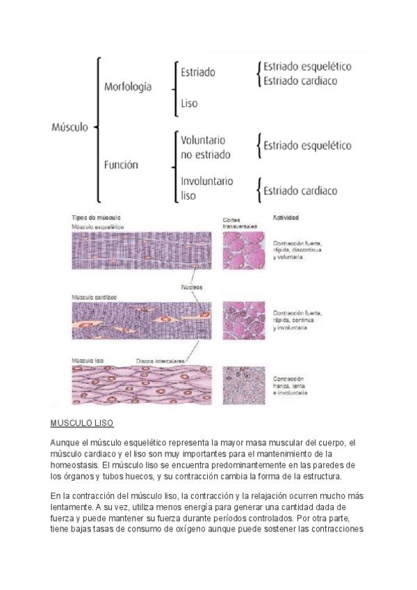 Miniatura del documento Clase3BioBelinda3cor.pdf