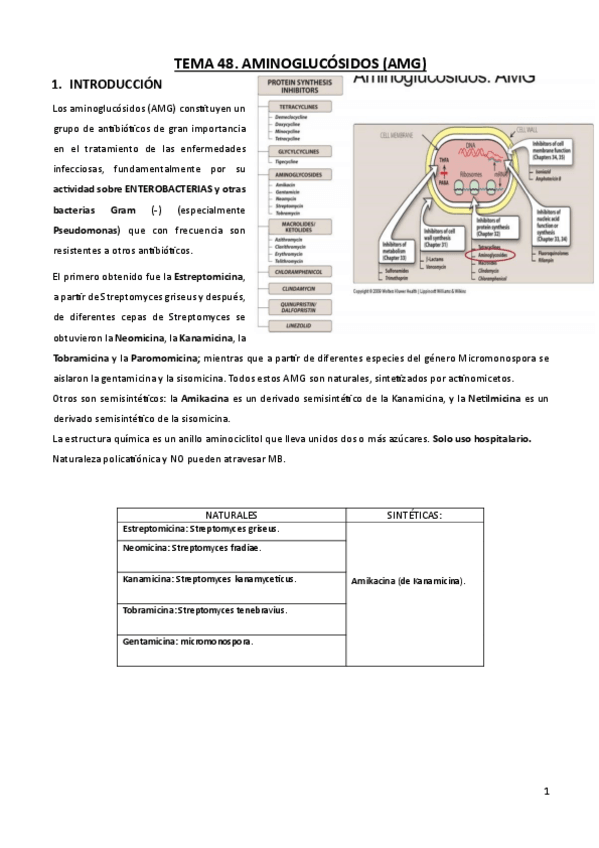 Miniatura del documento TEMA-48.-AMINOGLUCOSIDOS.pdf