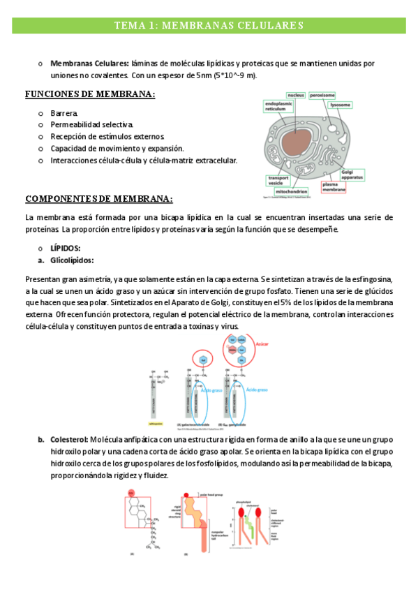 Miniatura del documento Tema-1-Membranas-Celulares.pdf